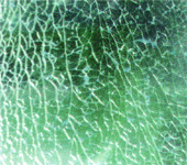 Tempered glass
