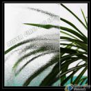 3-8mm Clear Chinchilla Patterned Glass with CE & ISO9001