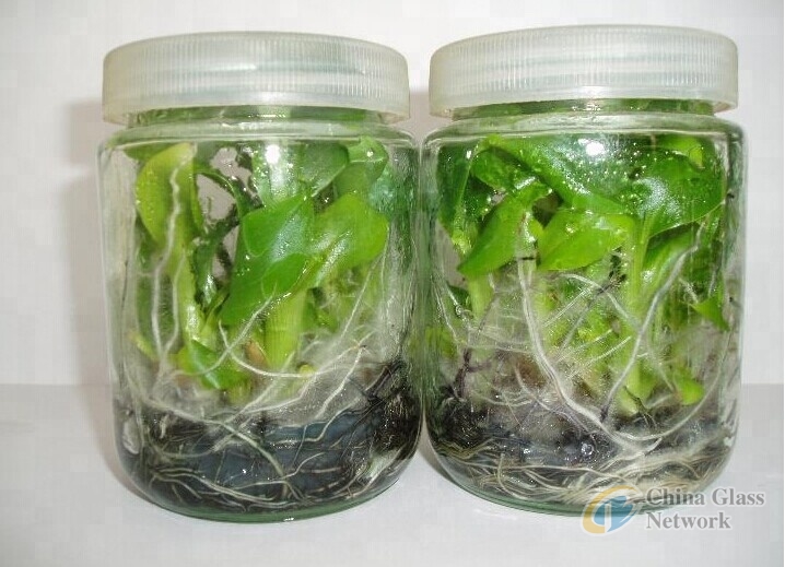 240ml tissue culture plant glass bottle for lab use