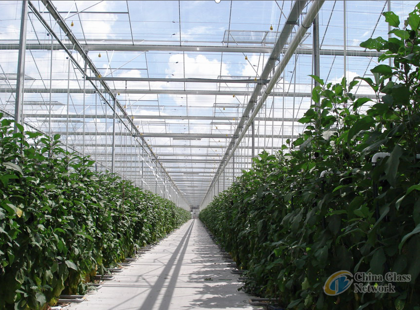 greenhouse and hobby glass